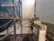 Linha extrusora prensa de soja girassol Galv�o