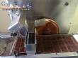 T�nel de resfriamento para chocolate com cobrideira Pir�g